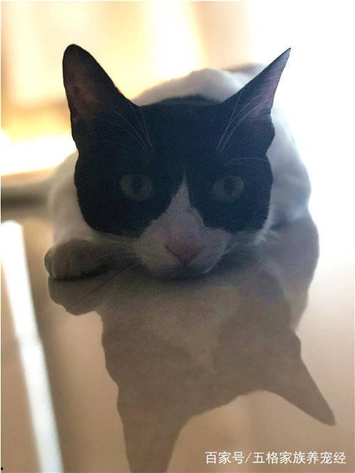 娱乐吃瓜酱猫叫喵喵喵,喵喵喵!娱乐吃瓜酱带你领略猫界趣味