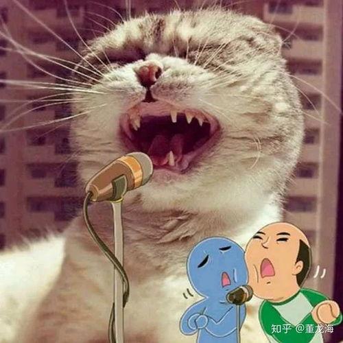 娱乐吃瓜酱猫叫喵喵喵,喵喵喵!娱乐吃瓜酱带你领略猫界趣味
